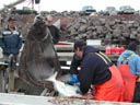 A large sole hangs from a beam, while a fisherman slices open a halibut on a fishing boat in St. George Harbor