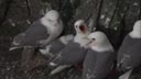 A close-up view of Kittiwakes on St. George Island.  One looks right at the camera and opens its mouth.