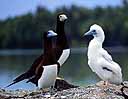 brown footed boobies stand on a rock