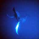 underwater view of a humpback whale