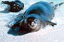 a monkseal lays on a rock