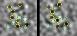 Similar patterns of "noise" are evident in these two images. The images are taken directly after molecules have been split into entangled atom pairs. Each of the pictures shows the absorption of laser light by potassium atoms in one out of two different energy states. High concentrations of atoms absorbing light are circled in yellow, and areas with fewer atoms are circled in green. The similar pattern in the two images directly shows the correlation between atoms in the different states.