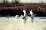 Image of Whistling Swans in flight
