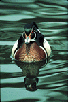 Image of the Wooduck Drake
