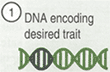 DNA encoding desired trait