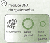 Introduce DNA into agrobacterium