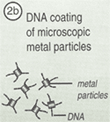 DNA coating of microscopic metal particles