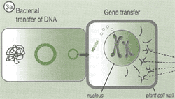 Bacterial transfer of DNA