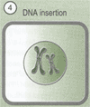 DNA Insertion