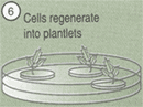 Cell regenerate into plantlets