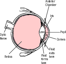 Eye image (gif)