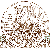 A drawing of a thatch and the correct mowing height.