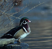 Photo of a Wood Duck on a rock