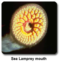 Sea Lamprey mouth
