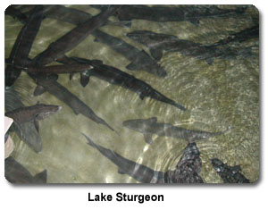 Lake Sturgeon