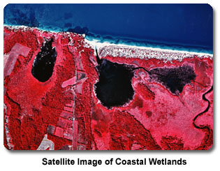 Satellite Image of Coastal Wetlands