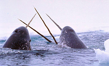 narwhals breaching the ocean surface