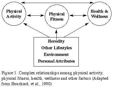 Figure 3. Complex relationships among physical activity, physical fitness, health, wellness and other factors (Adapted from Bouchard, et al., 1990)