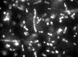 fluorescence micrograph shows phage-quantum dot complexes bound to E.coli cells