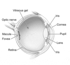 Eye anatomy - Click to enlarge in new window.