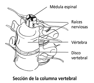 Diagrama de una sección cruzada de la columna.