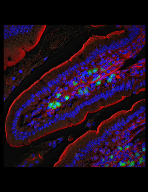 Photo of longitudinal section of a villus from the jujenum (small intestine) of AID-Cre-YFP transgenic mice.