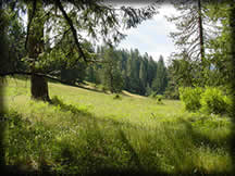 [PHOTO: Open Meadow in Lower Elevation Forested Area]