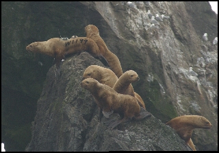 Steller sea lion with transmitter, back with his buddies. Photo was taken July 29, 200 at 3.29 A.M.