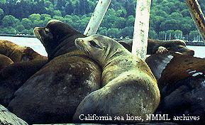 California sea lions, NMML archives