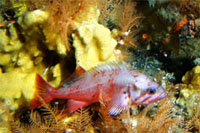 Northern rockfish in Aleutian corals