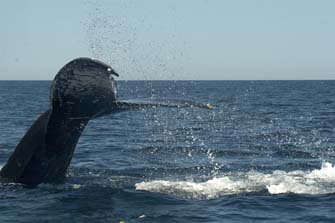 Photo from humpback whale sequence