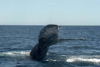 Photo from humpback whale sequence