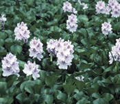 Water Hyacinth