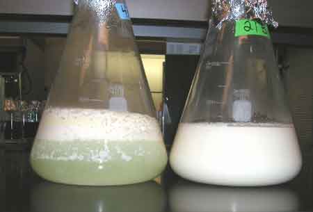 comparison of unmixed and mixed flasks