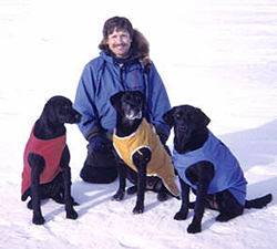Photo of Brendan Kelly with his seal-sniffing Labradors.