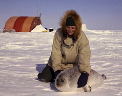 Photo showing an undergraduate researcher capturing a ringed seal at its breathing hole.