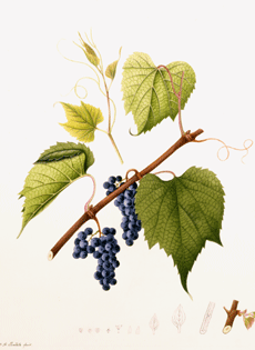 Vitis riparia and Vitis vulpina