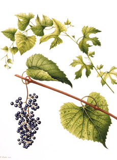 Vitis cordifolia var. sempervirens