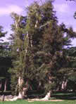 photo of Melaleuca quinquenervia