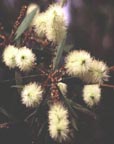 photo of Melaleuca flowers