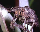 photo of Melaleuca snout beetle