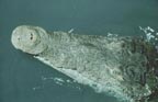 photo of crocodile snout