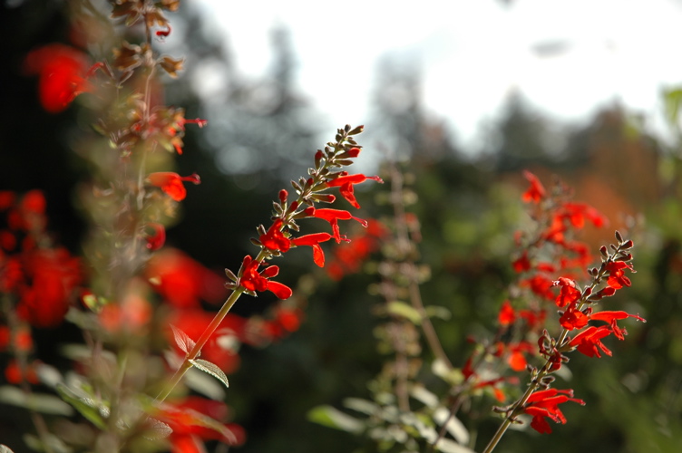 Salvia coccinea, Scarlet Sage