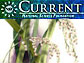 NSF Current, June 2008 Edition