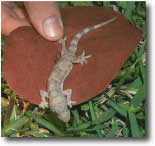 photo of Tropical House Gecko