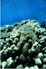 Coral damage from swimmers