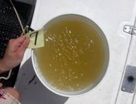 A bucket sample from a Brown Tide in upper Laguna Madre, Texas. (Photo: Camie Hyatt UTMSI)