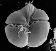 microscopic view of Karenia brevis