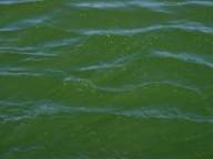 Discolored water during the Microcystis bloom. (Photo: CA DWR)
