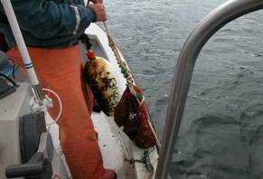 Sentinel mussel bags placed on monitoring buoy.  Photo courtesy of Maine DMR